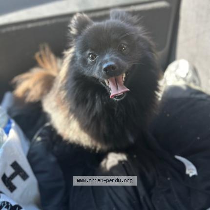 Photo 1/1 Lila Chien lost in Longtemps pont sur orge