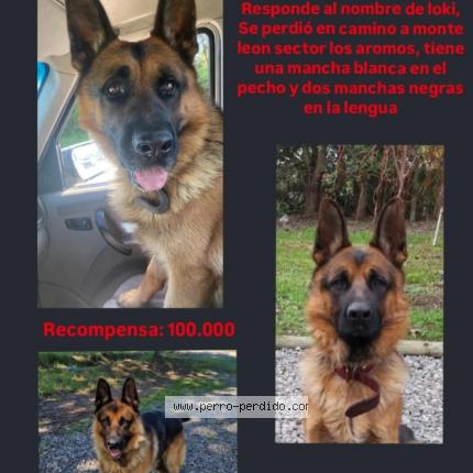 Photo 1/1 Loki Chien lost in Chillan