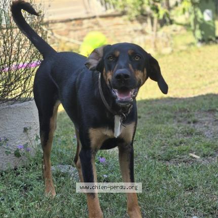 Photo 1/1 Sherlock Chien lost in Taussac la billiere