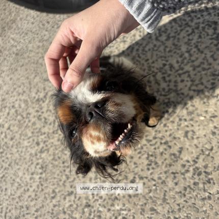 Photo 1/1 Pearly Chien lost in Marck