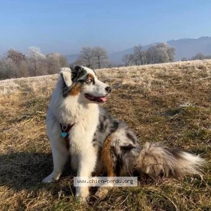 Photo 1/1 Pêche Chien lost in Pugny chatenod