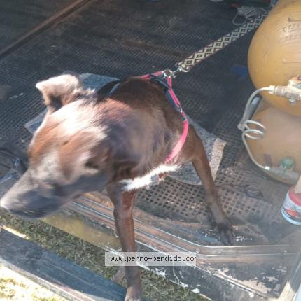 Photo 1/1 LILI Chien lost in Berazategui