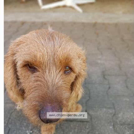 Photo 1/1 Paco Chien lost in St quentin sur isere