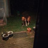 Picture of dog found at Bais