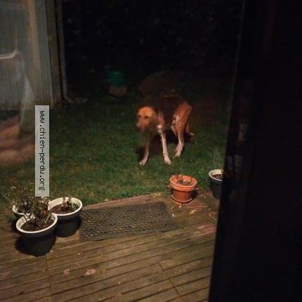 Photo 1/1 Found dog Found in Bais