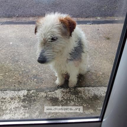 Photo 1/1 Found dog Found in Fleac