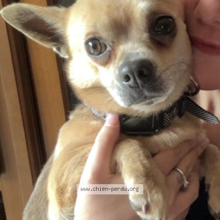 Photo 1/1 Simba Chien lost in Villenave d ornon