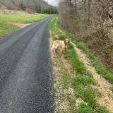 Picture of dog found at Cahors
