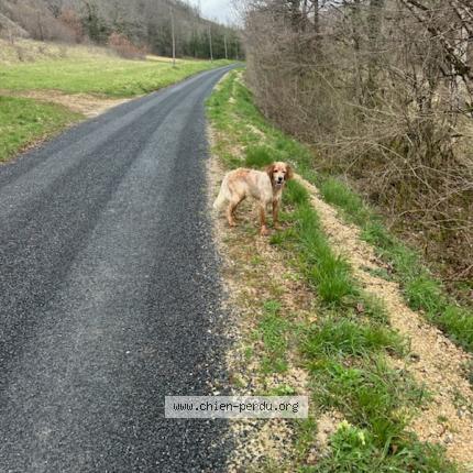 Photo 1/1 Found dog Found in Cahors