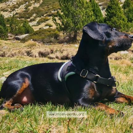 Foto van vermiste hond in Horrues Soignies