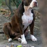 Picture of dog lost at Liberia