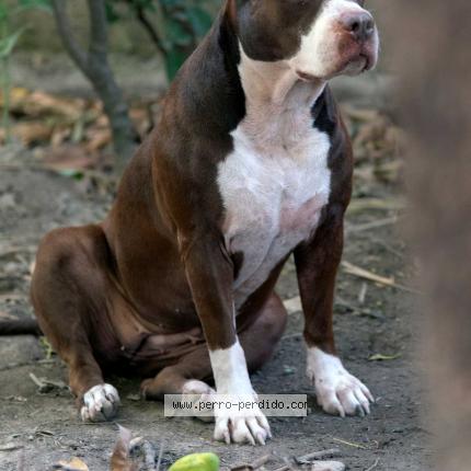 Photo 1/1 Gia Chien lost in Liberia