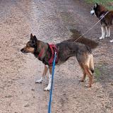 Picture of dog found at Peyrieu