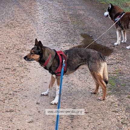 Photo 1/1 Found dog Found in Peyrieu