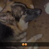 Picture of dog lost at St Loup