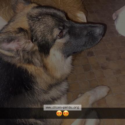 Photo 1/1 Roki Chien lost in St loup