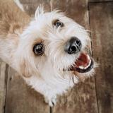 Picture of dog lost at Santiago Santo Domingo Antioqu