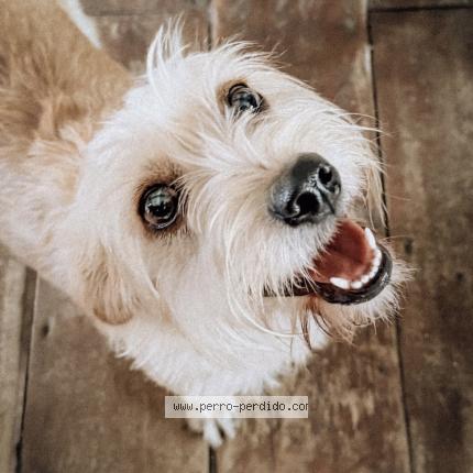 Photo 1/1 Carrie Chien lost in Santiago santo domingo antioqu