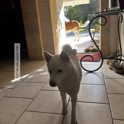 Photo 1/1 Yoko Chien lost in Cabannes