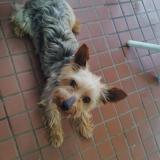 Picture of dog lost at Saint Suzanne