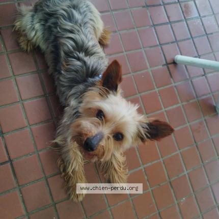 Photo 1/1 Snoopy Chien lost in Saint suzanne