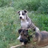 Picture of dog lost at Le Cannet Des Maures