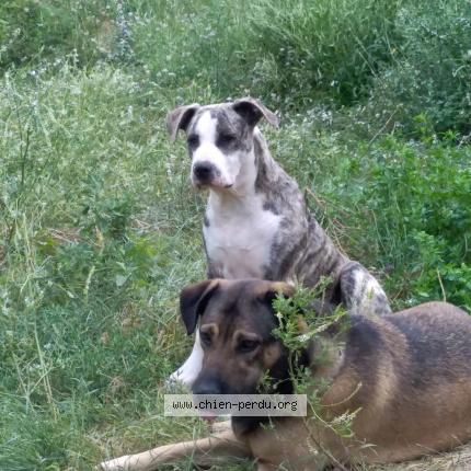 Photo 1/1 Brad Chien lost in Le cannet des maures