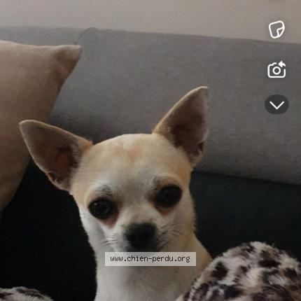 Photo 1/1 Nouky Chien lost in Marseille