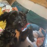 Picture of dog lost at Sarrians