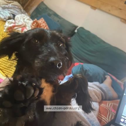 Photo 1/1 Rebelle Chien lost in Sarrians