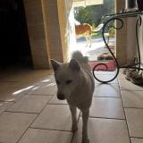 Picture of dog lost at Cabannes