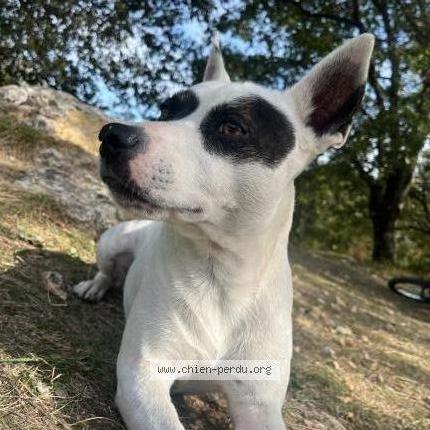 Photo 1/2 Mango Chien lost in Vence