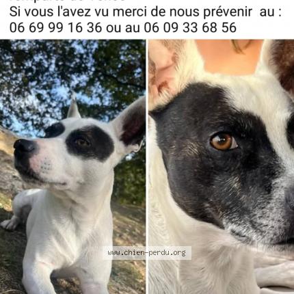 Photo 2/2 Mango Chien lost in Vence