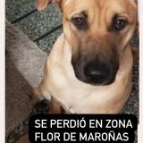 Picture of dog lost at Montevideo