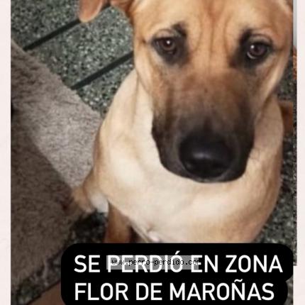 Photo 1/1 Marta Chien lost in Montevideo