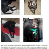 Picture of dog lost at Cerca Guanaco Sombriana