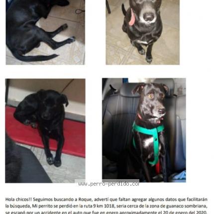 Photo 1/1 Roque Chien lost in Cerca guanaco sombriana