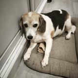 Picture of dog lost at Frejus