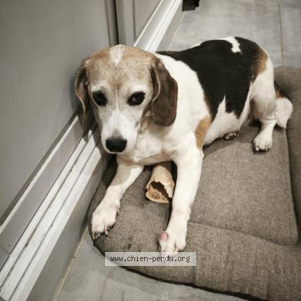 Photo 1/1 Jazz Chien lost in Frejus