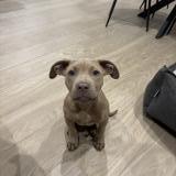 Picture of dog lost at Carnoux En Provence