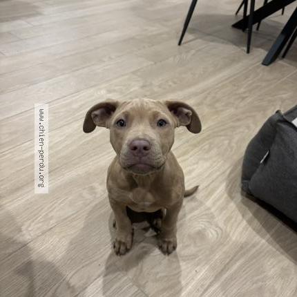 Photo 1/1 Stella Chien lost in Carnoux en provence