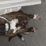 Picture of dog lost at Saint Pierre