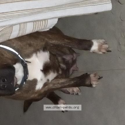 Photo 1/1 Pascal Permamodely Chien lost in Saint pierre