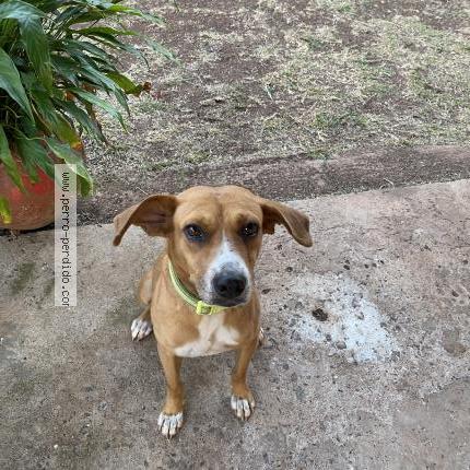 Photo 1/1 Found dog Found in Panama