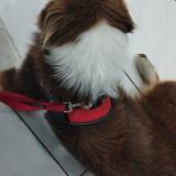 Picture of dog lost at Montauban