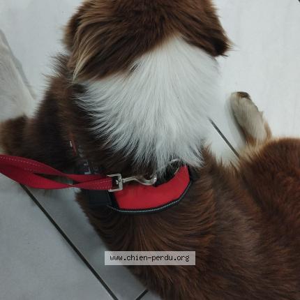 Photo 1/1 Luffy Chien lost in Montauban