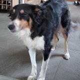 Picture of dog lost at St Leu