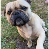 Picture of dog lost at Reignac