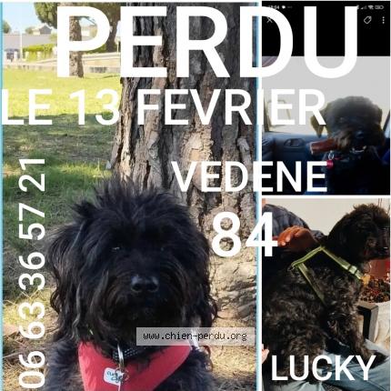 Photo 1/1 Lucky Chien lost in Vedene