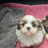 Picture of dog lost at Bedarieux